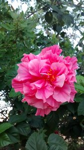 Nature color pink plant