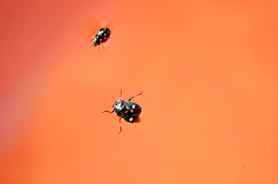 Nature animal fly