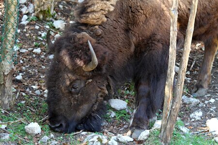 Animal buffalo wildlife park