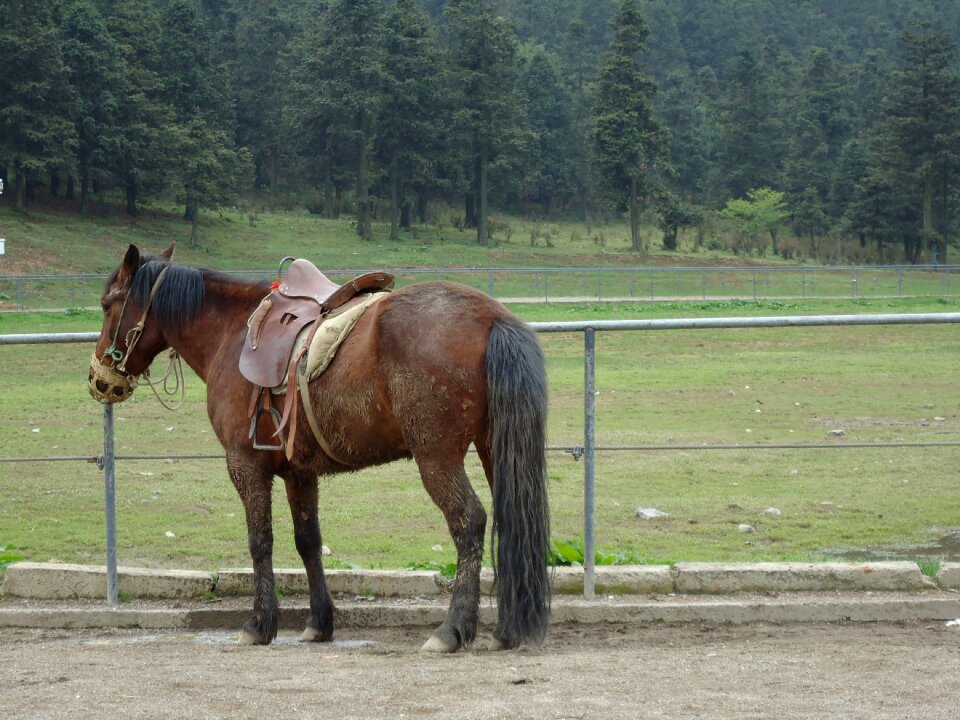 Horse prairie park
