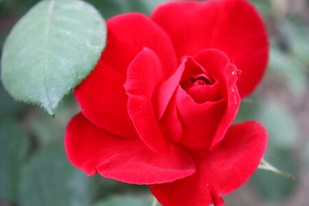 Nanyang rose garden chinese rose plant