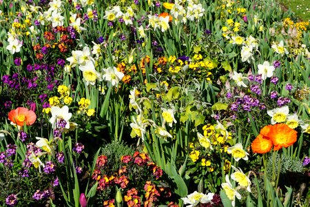 Bloom plant nature