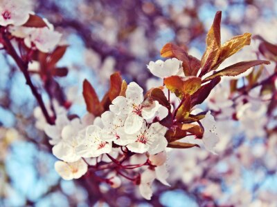 White spring pink photo