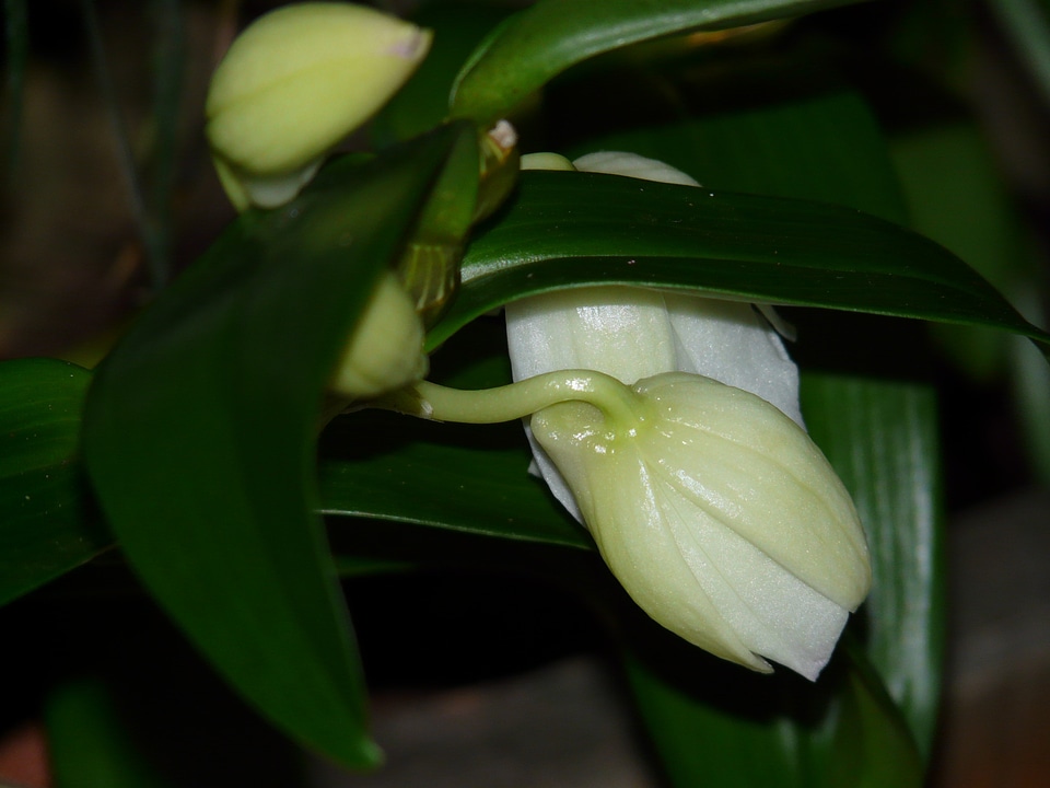White flower blossom