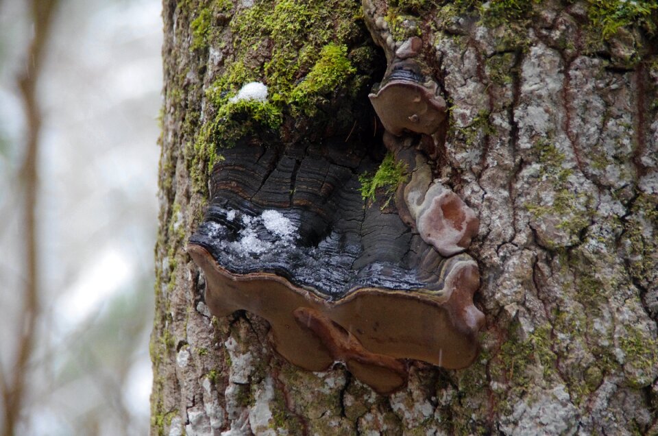 Nature ecology estonia