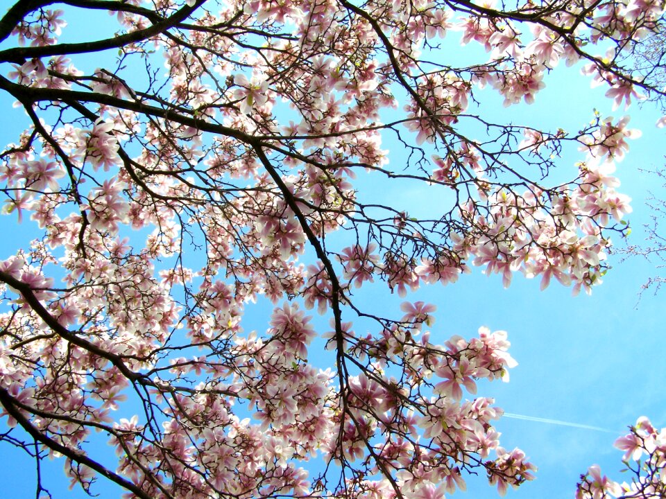Blooming tulip tree magnolia blue sky