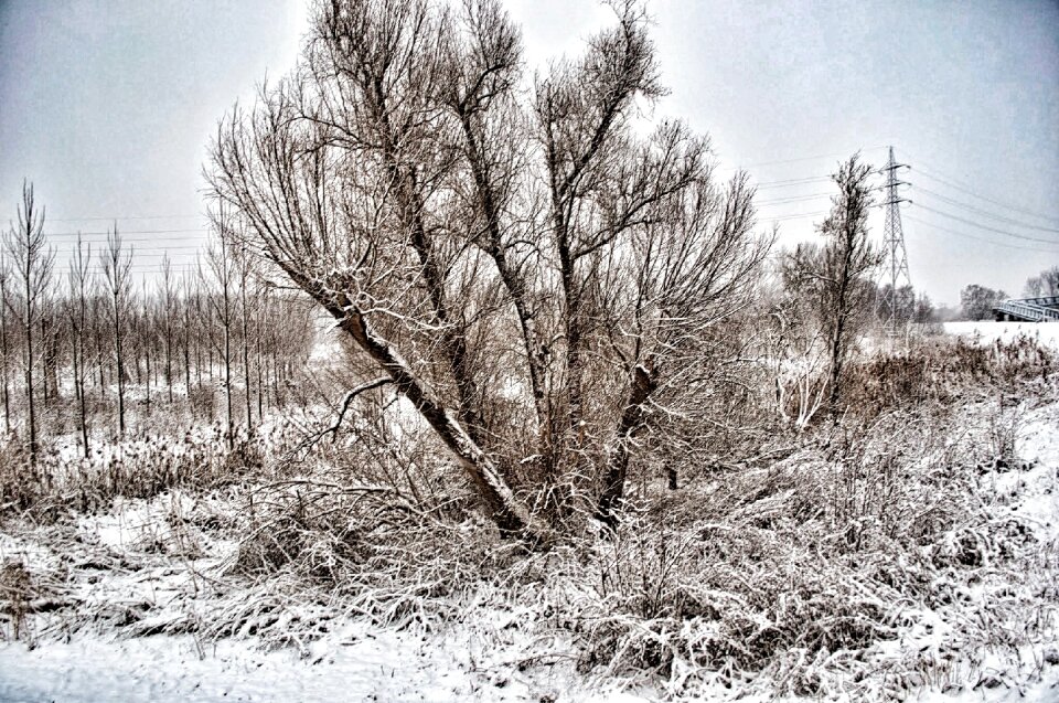 Landscape nature trees