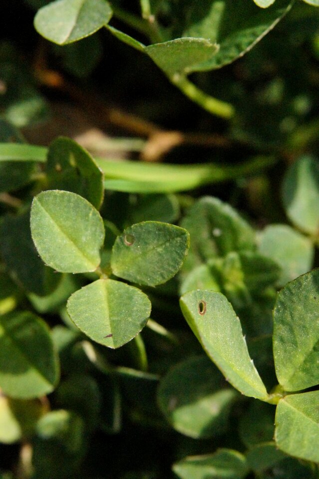 Green green clover nature