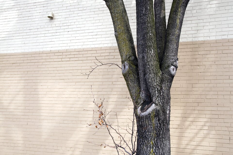 Urban building nature