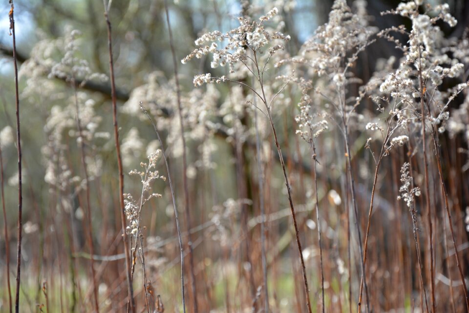 Nature seeds herbs
