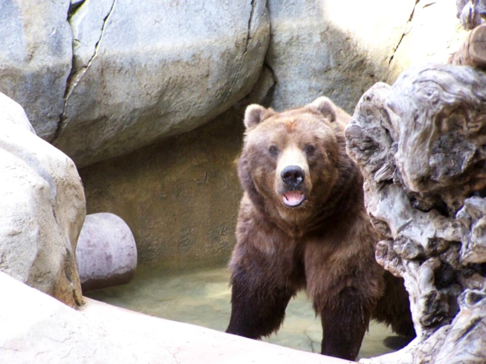 Animal wildlife mammal