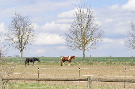 Hof farm pasture photo