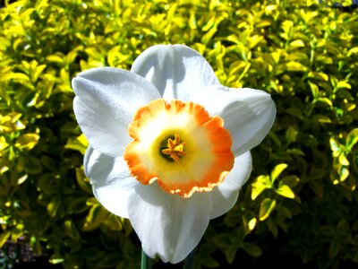 Daffodil spring flower white photo