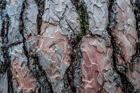 Conifer tree brown