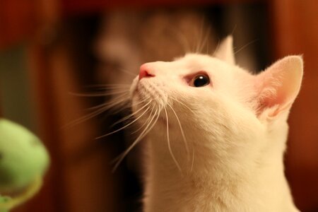 Look white cute