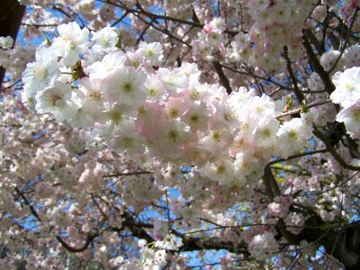 Blossoming bough spring pink