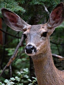 Wild wildlife fauna