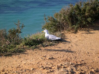 Algarve portugal gull photo