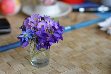 Violet violets flowers photo