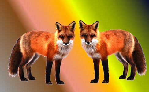 Foxes color animal