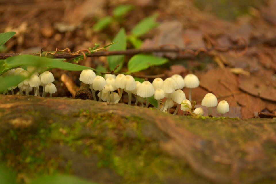 Mushrooms fungi life