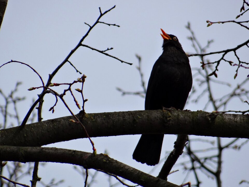 Animal turdus merula true