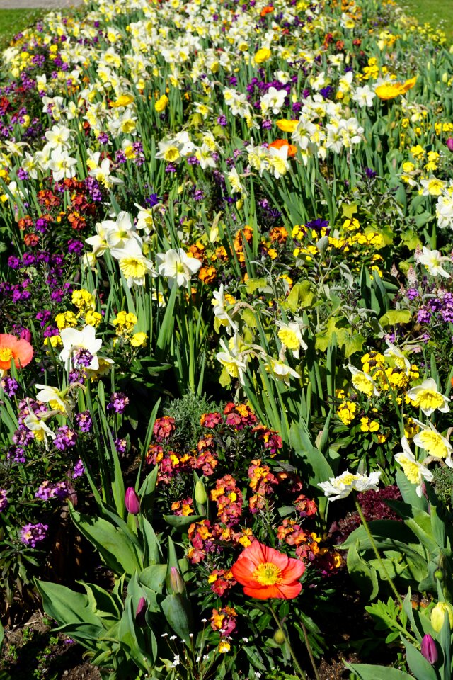 Bloom plant nature