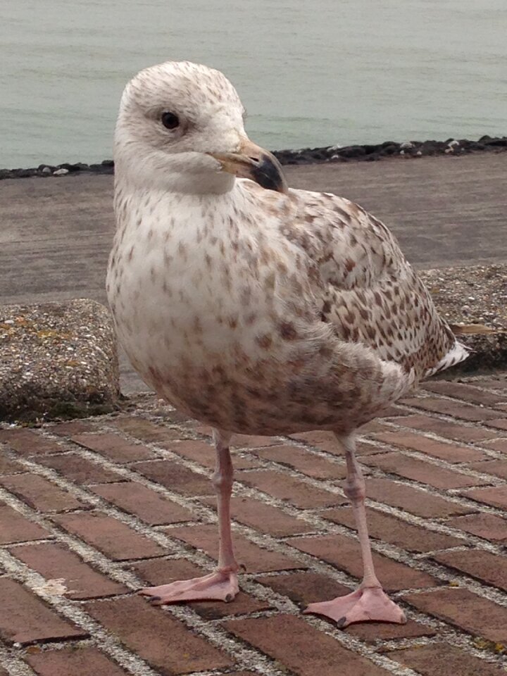 Seagulls young bird dots photo