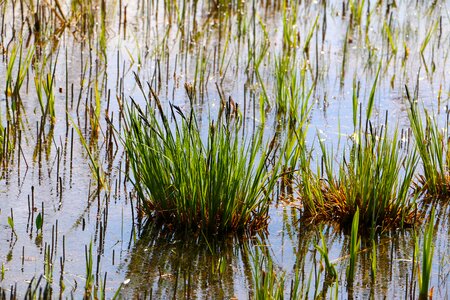 Grass water swampy