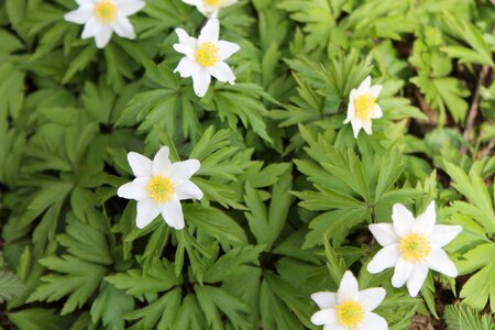 Nature blossom bloom photo