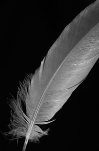 White quill bird photo
