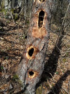 Holes naure