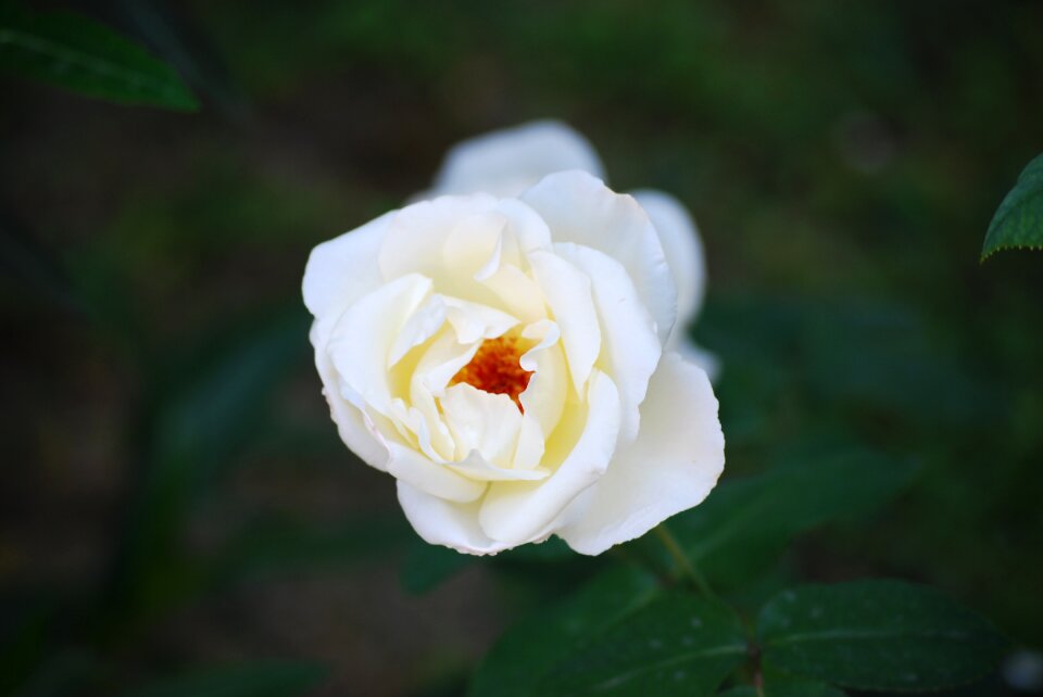Flowers flower fiorita