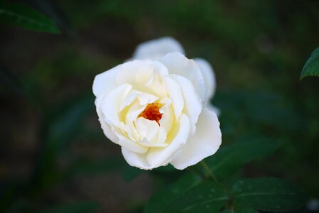 Flowers flower fiorita
