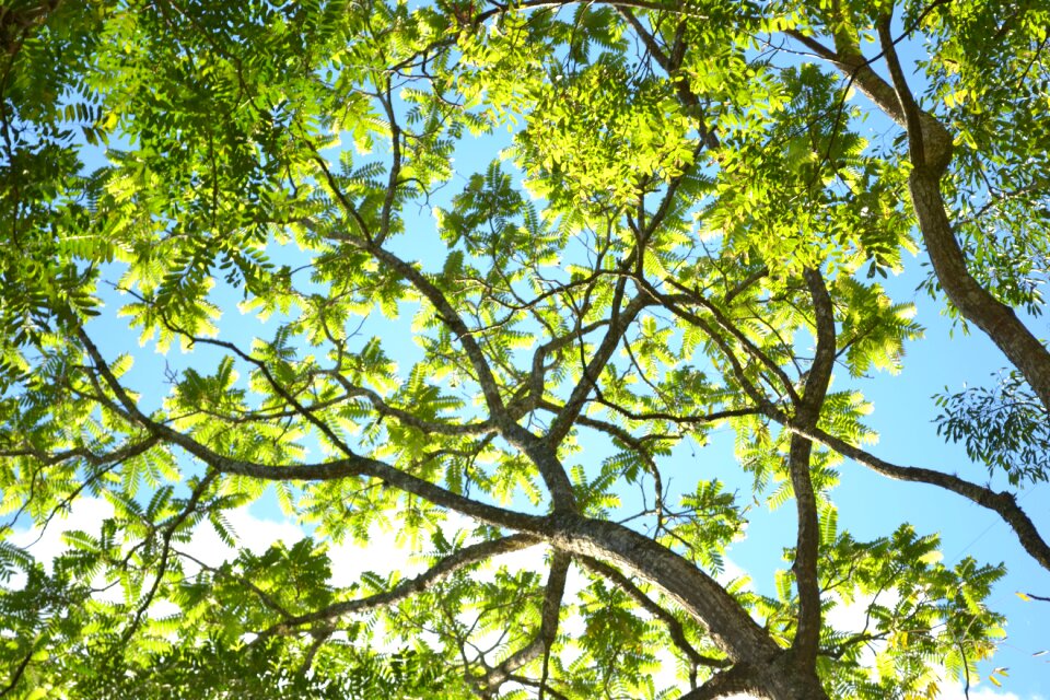 Leaf flying life