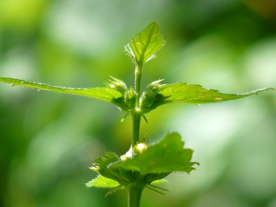 Green lamium galeobdolon galeobdolon luteum