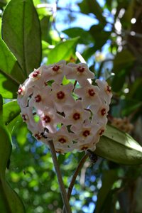 Mother of pearl ant flower