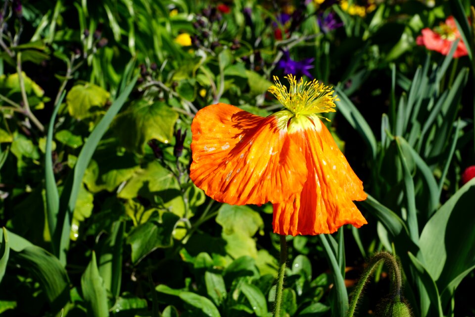 Blossom bloom plant