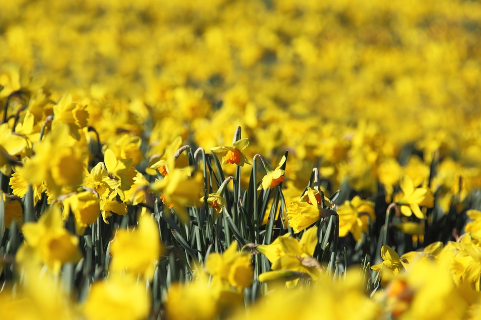 Daffodils flora flower