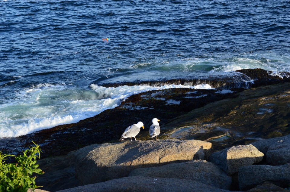 Nature birds beach