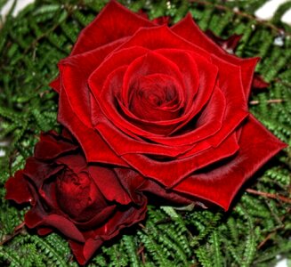 Nature romantic red rose