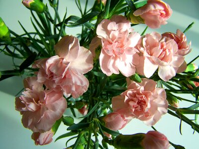Carnation bouquet pink flower bunch of flowers