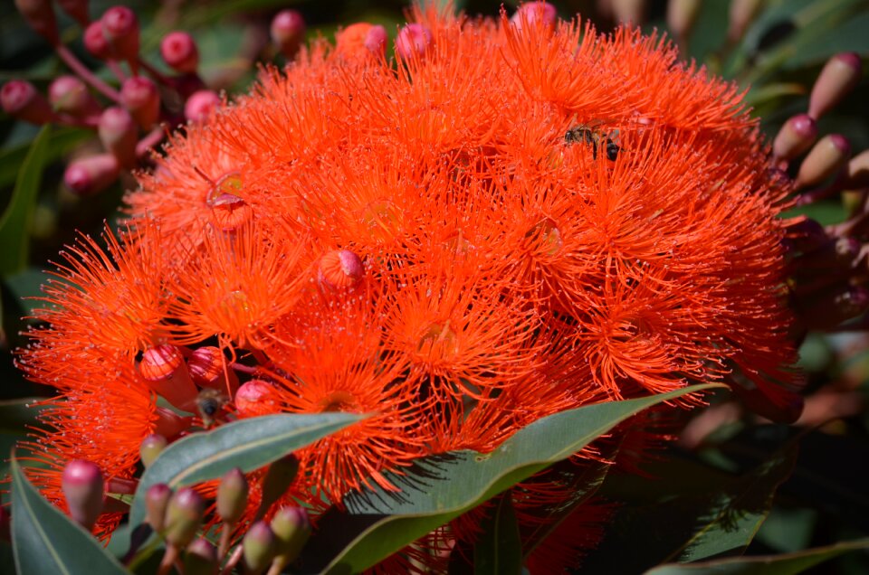 Outdoors nature eucalyptus