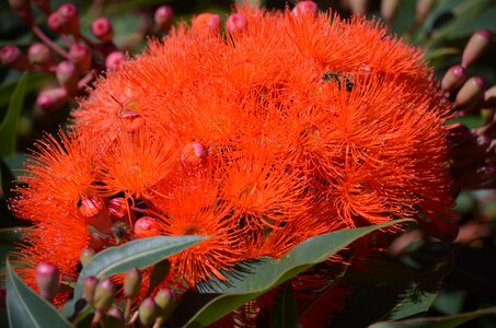 Outdoors nature eucalyptus