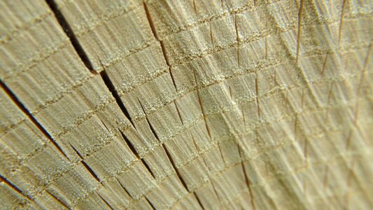 Timber pattern brown photo