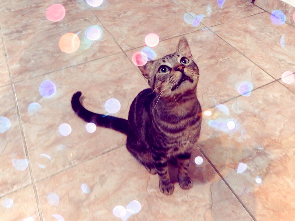 Cat pet look