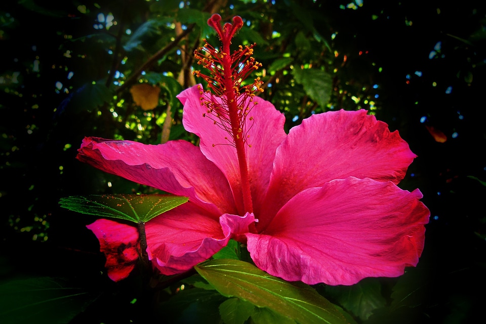 Shoe flower rosa sinensis tropical photo