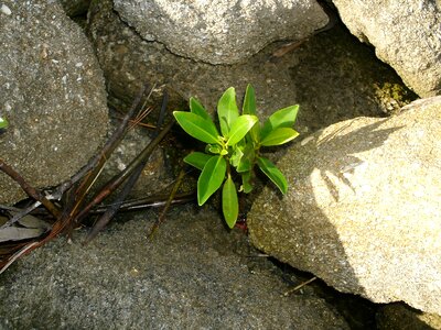 Green environment organic