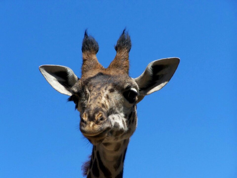 Wild wildlife animal