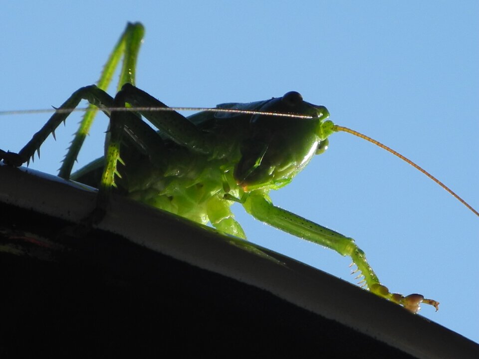 Green close up insect
